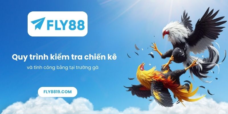 Quy trình kiểm tra chiến kê và tính công bằng tại trường gà